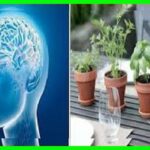 🌿💡 Descubre la planta milagrosa para recuperar la memoria: ¡Transforma tu salud cerebral!